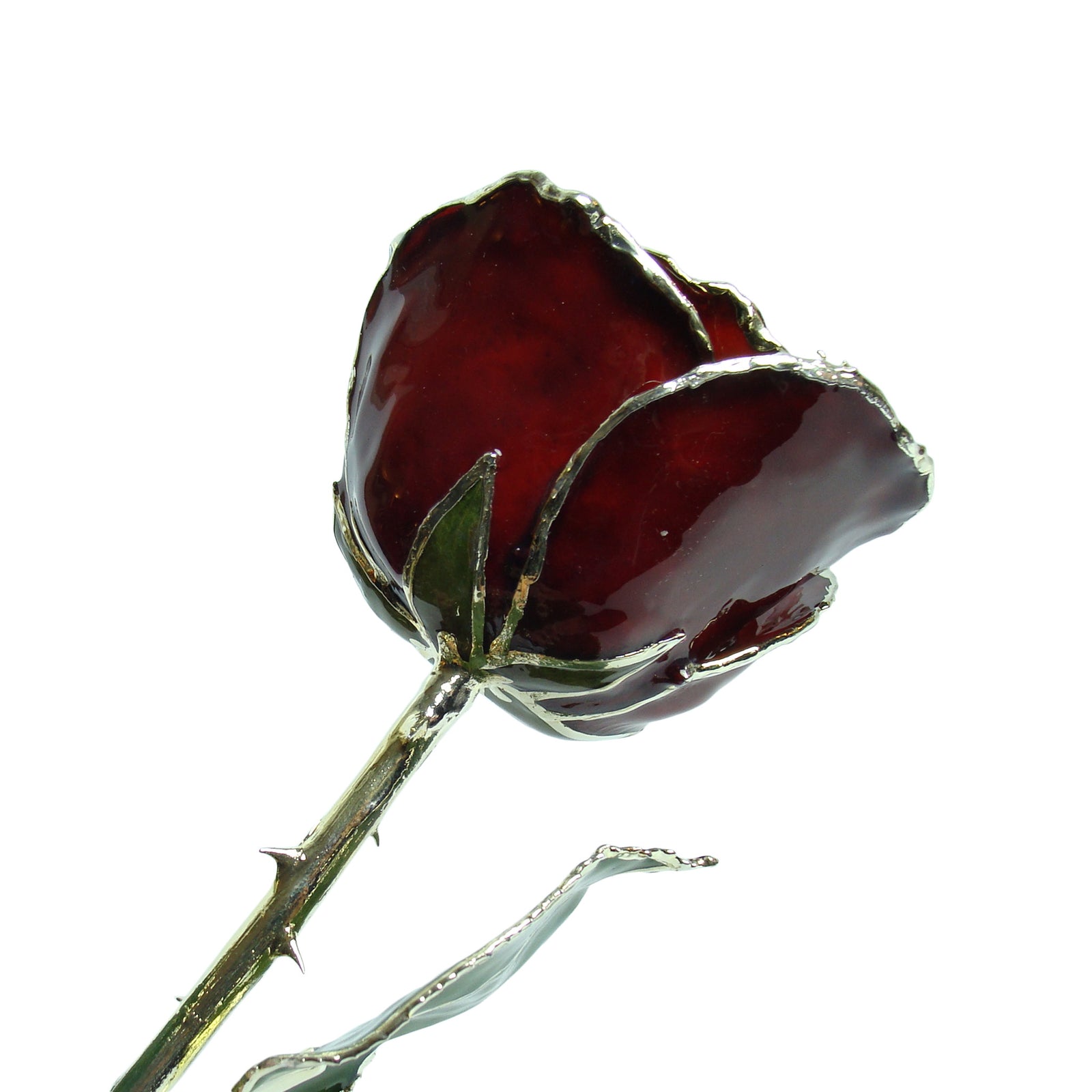 Silver Trimmed Forever Rose with Burgundy Petals. View of Stem, Leaves, and Rose Petals and Showing Detail of Silver Trim