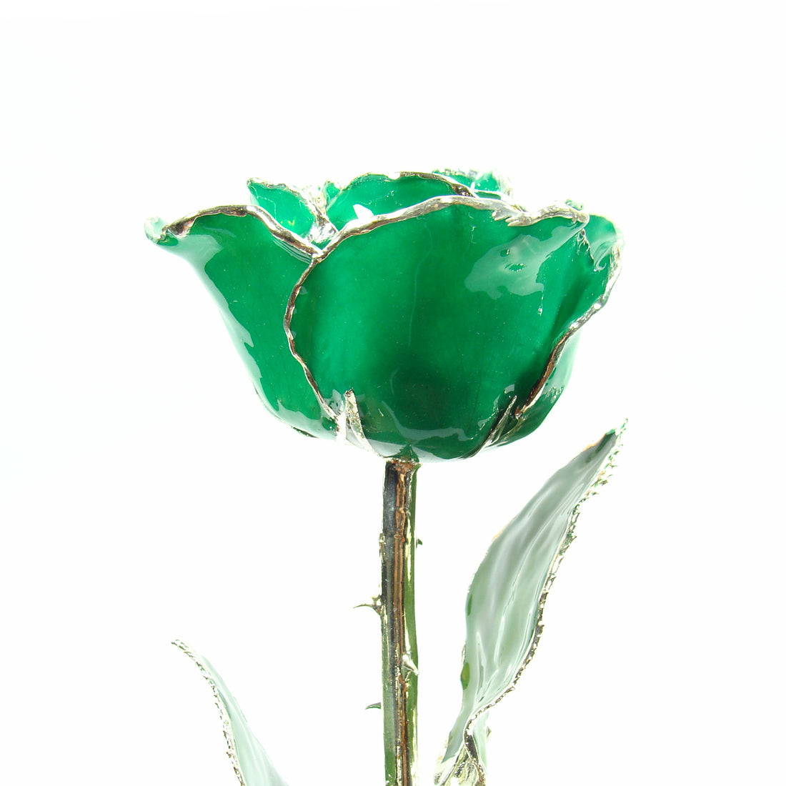 Silver Trimmed Forever Rose with Green Petals. View of Stem, Leaves, and Rose Petals and Showing Detail of Silver Trim