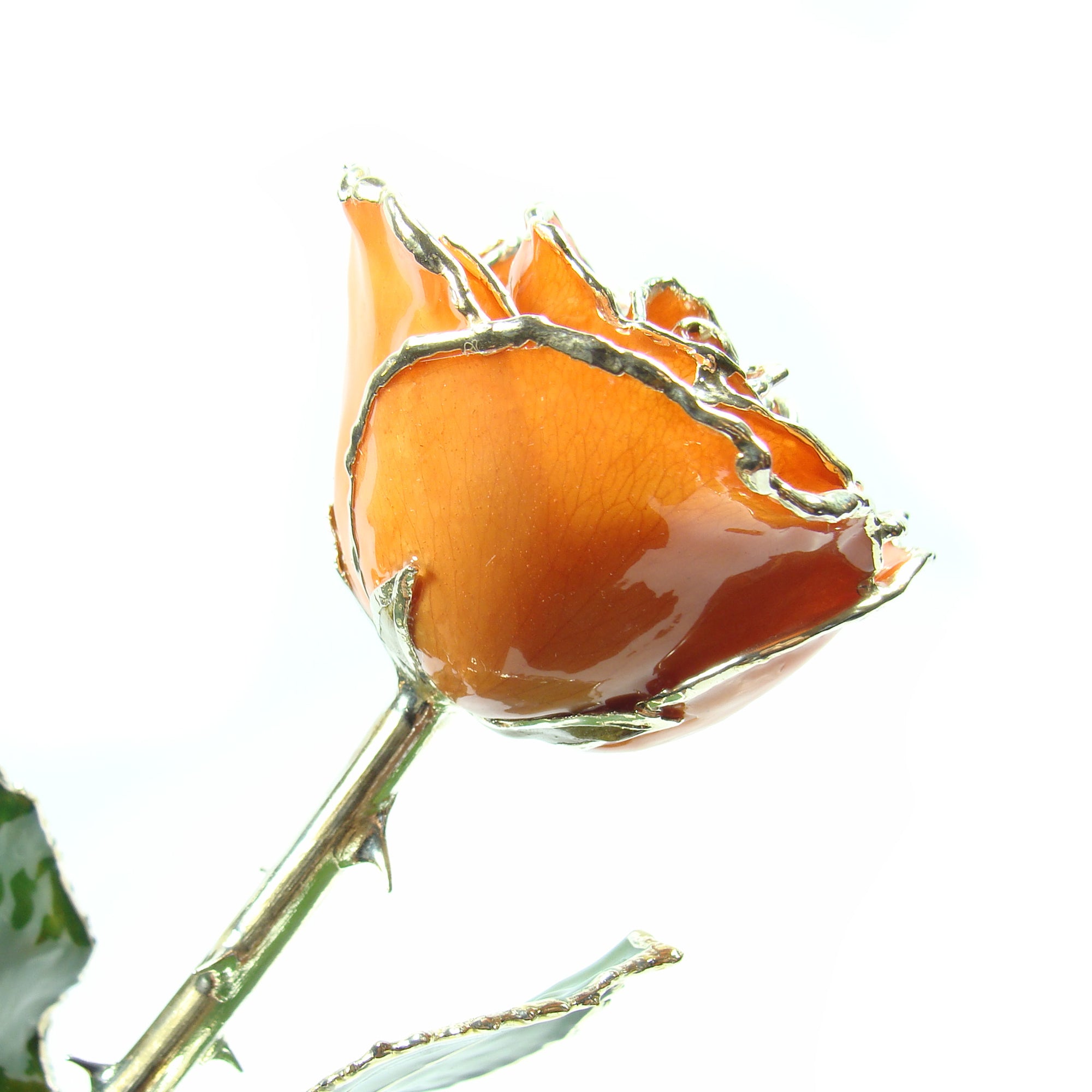 Silver Trimmed Forever Rose with Orange Petals. View of Stem, Leaves, and Rose Petals and Showing Detail of Silver Trim