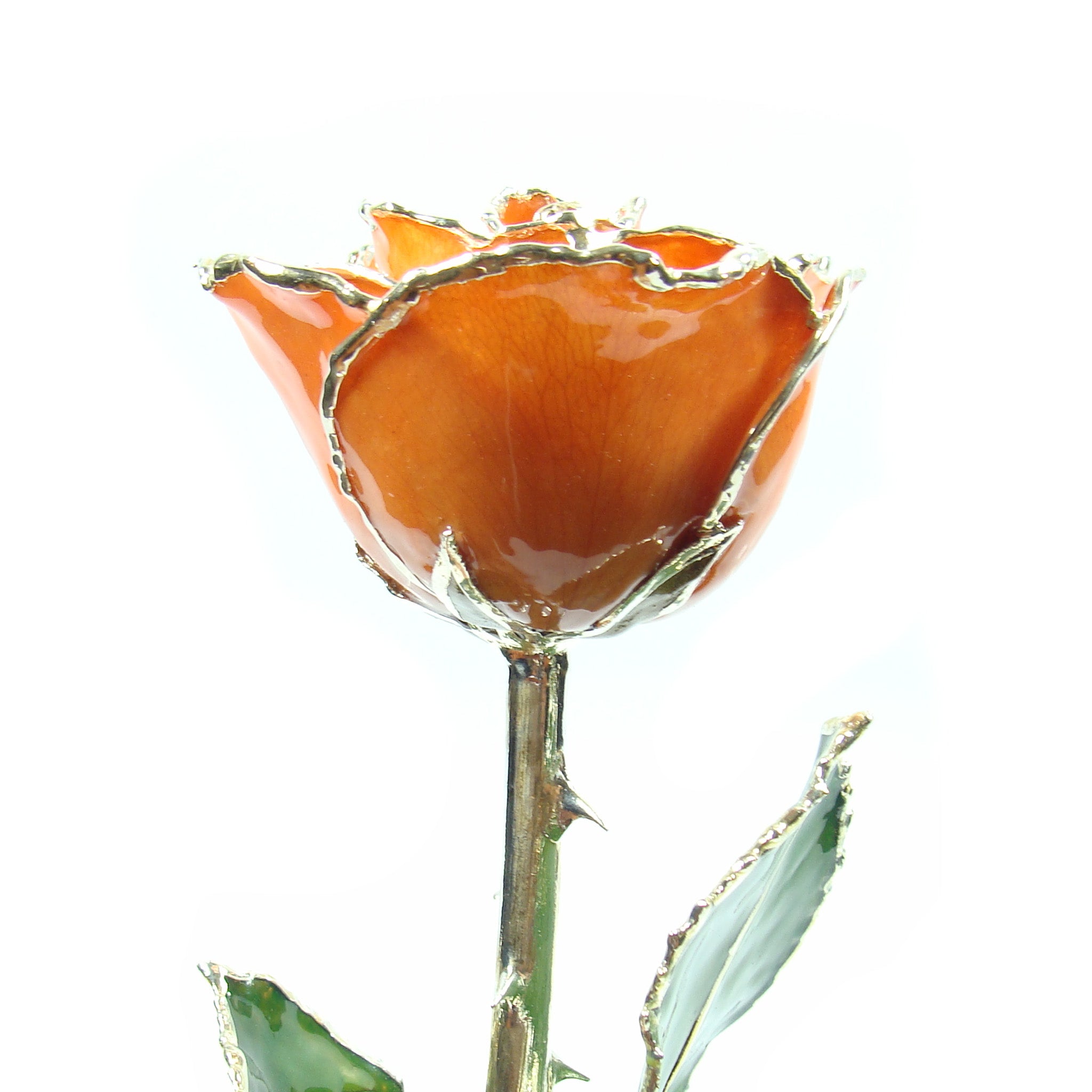 Silver Trimmed Forever Rose with Orange Petals. View of Stem, Leaves, and Rose Petals and Showing Detail of Silver Trim