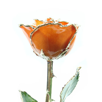 Silver Trimmed Forever Rose with Orange Petals. View of Stem, Leaves, and Rose Petals and Showing Detail of Silver Trim