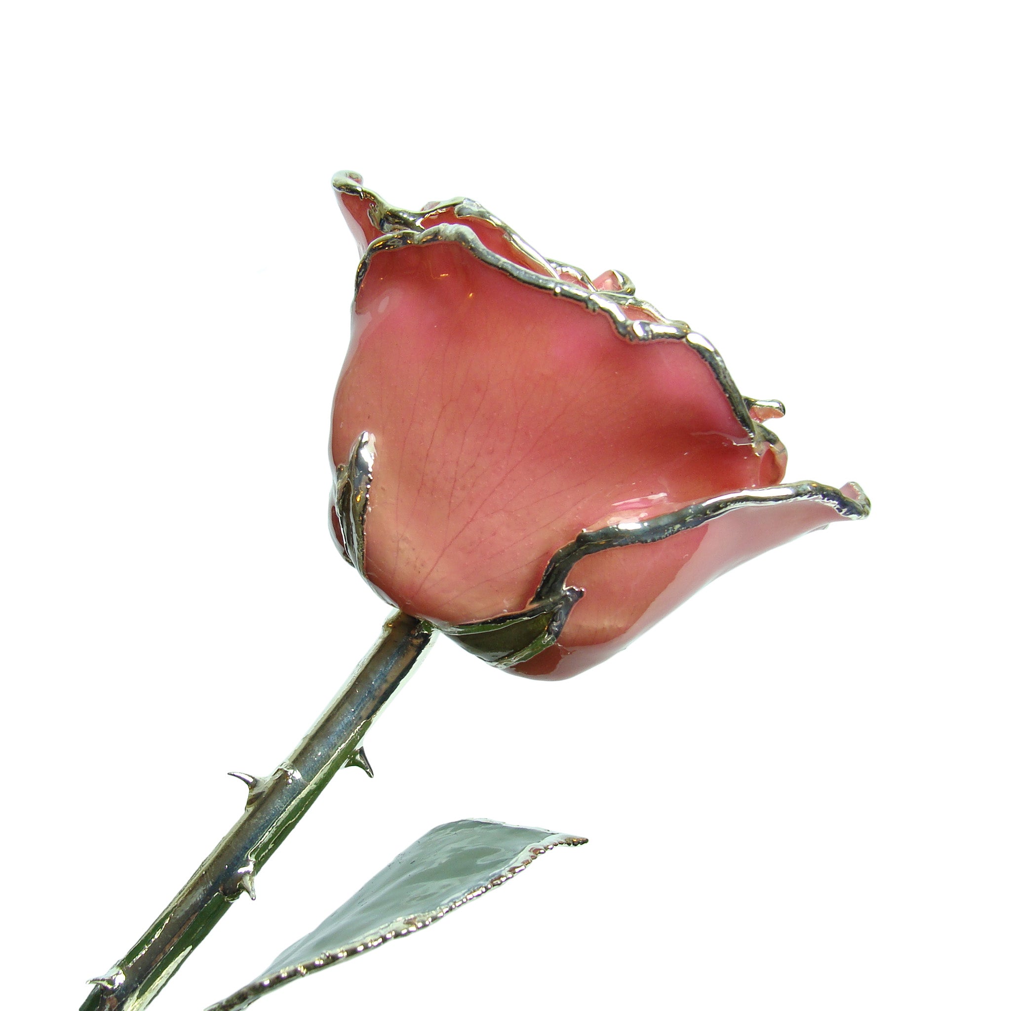 Silver Trimmed Forever Rose with Pink Petals. View of Stem, Leaves, and Rose Petals and Showing Detail of Silver Trim