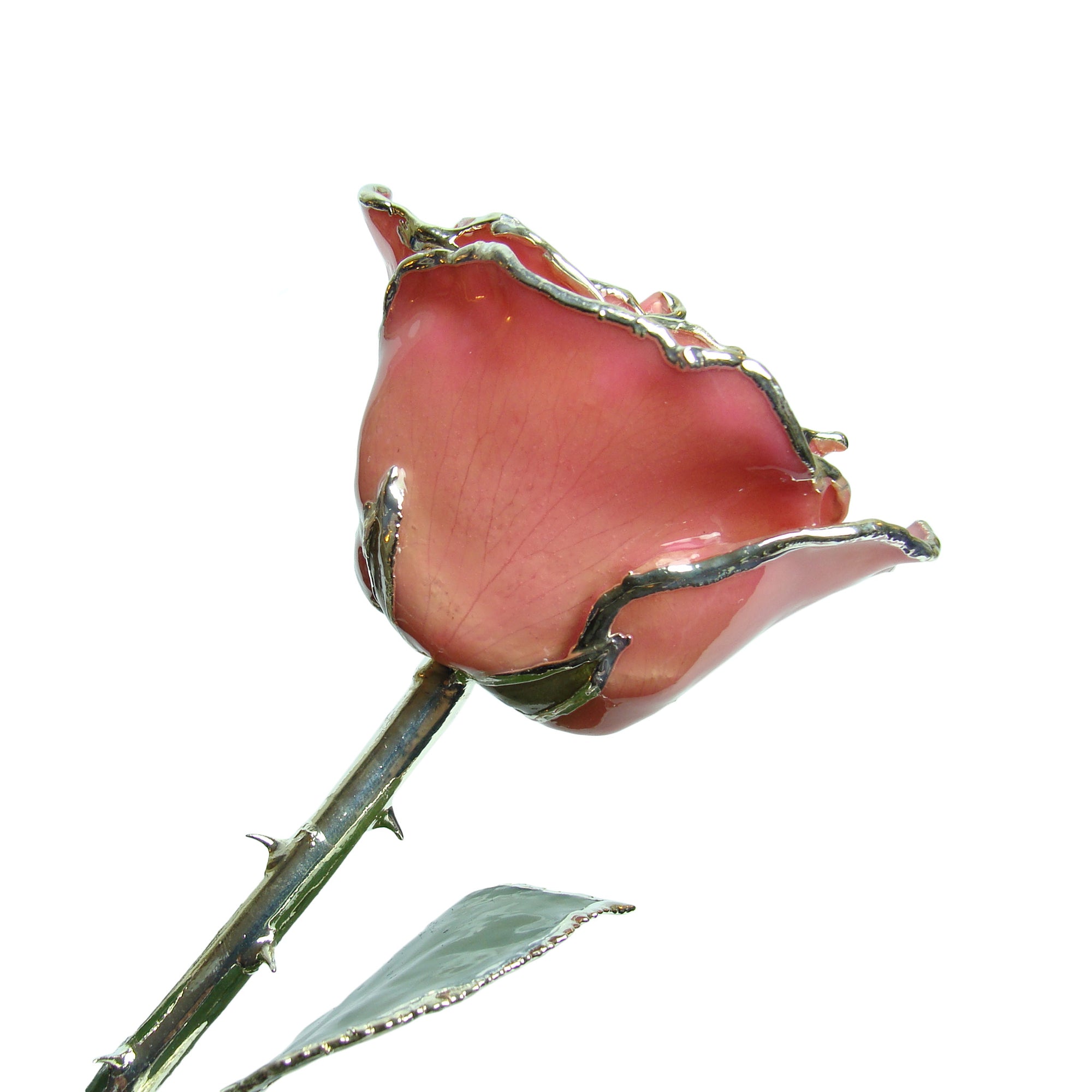 Silver Trimmed Forever Rose with Pink Petals. View of Stem, Leaves, and Rose Petals and Showing Detail of Silver Trim