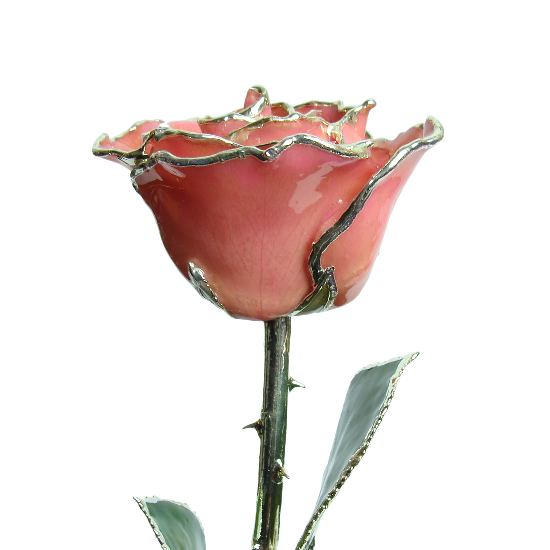Silver Trimmed Forever Rose with Pink Petals. View of Stem, Leaves, and Rose Petals and Showing Detail of Silver Trim