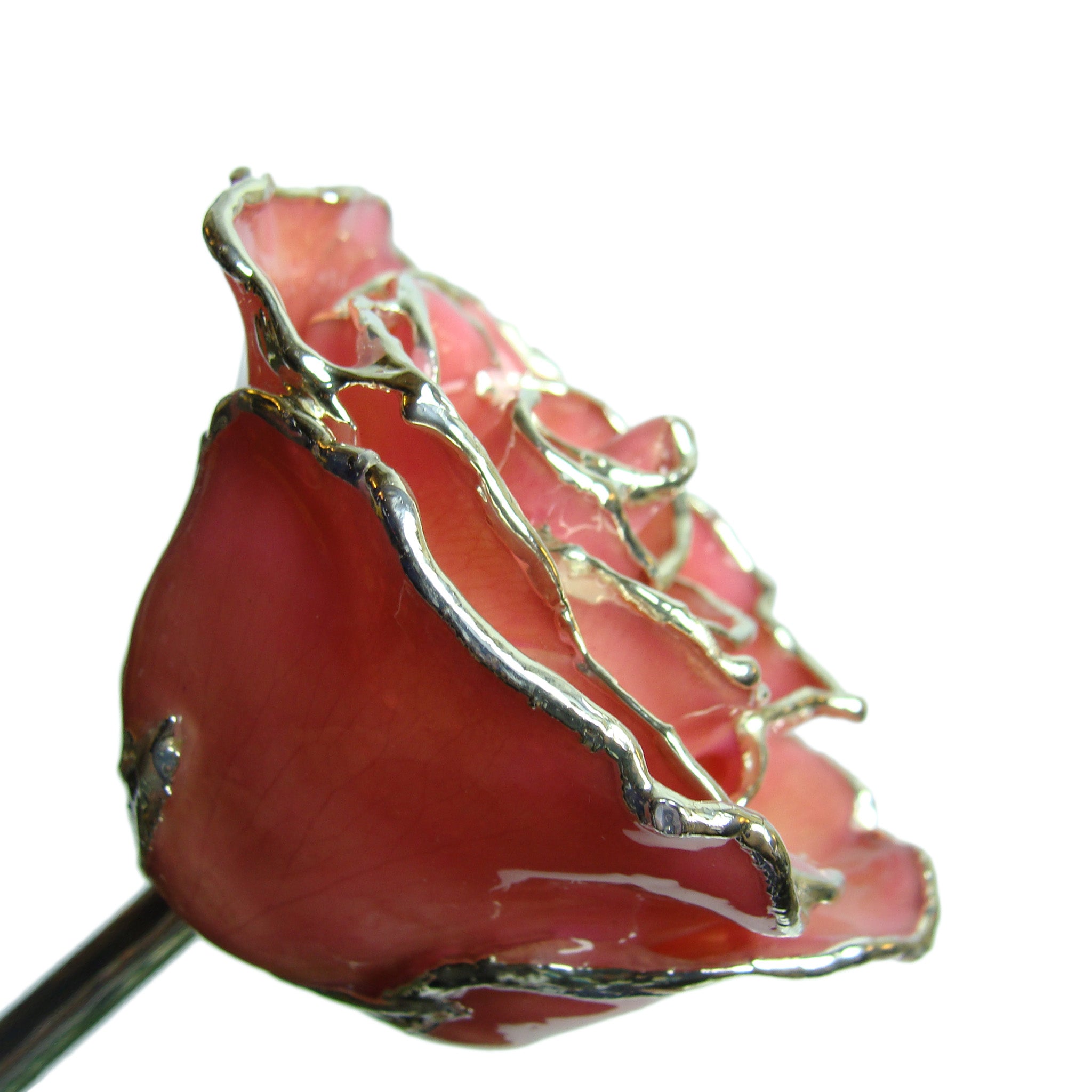 Silver Trimmed Forever Rose with Pink Petals. View of Stem, Leaves, and Rose Petals and Showing Detail of Silver Trim