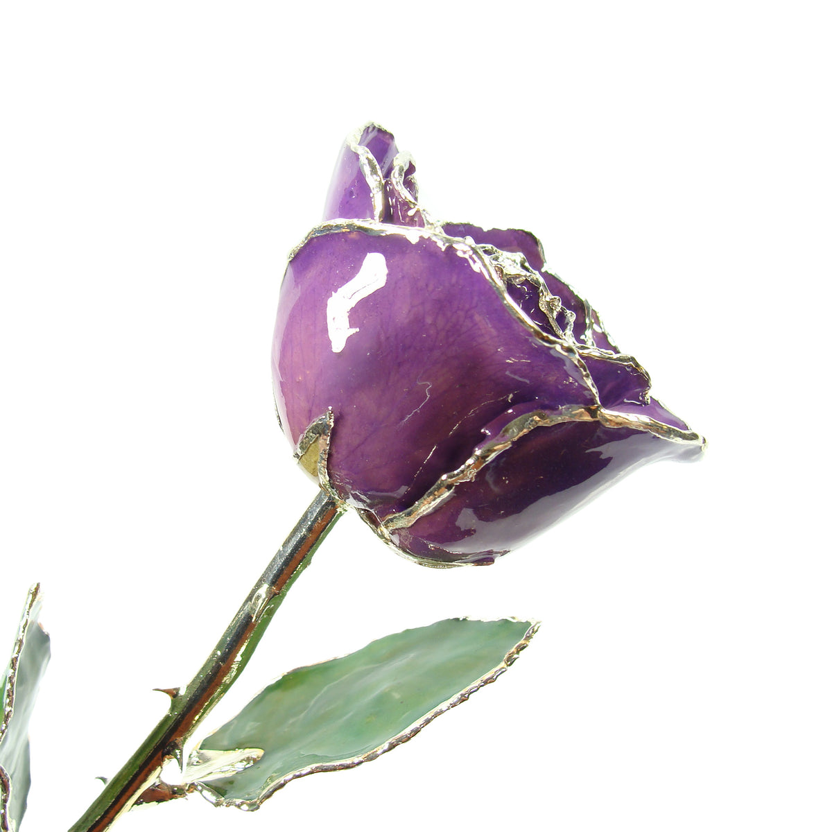 Silver Trimmed Forever Rose with Purple  Petals. View of Stem, Leaves, and Rose Petals and Showing Detail of Silver Trim