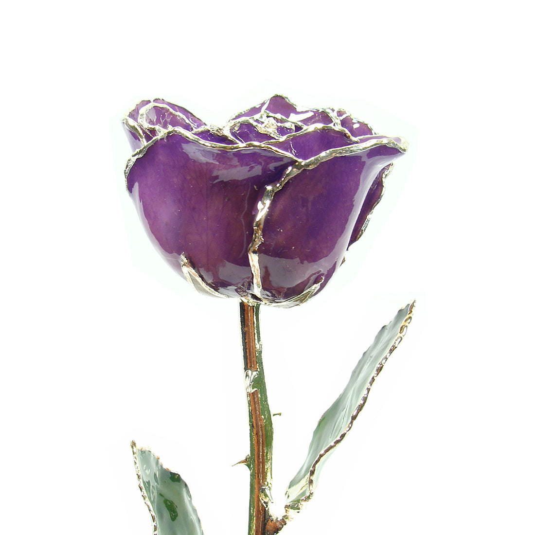 Silver Trimmed Forever Rose with Purple  Petals. View of Stem, Leaves, and Rose Petals and Showing Detail of Silver Trim