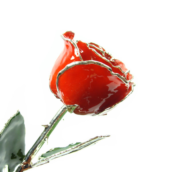 Silver Trimmed Forever Roses The Forever Rose