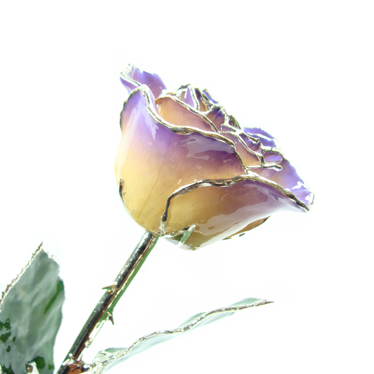 Silver Trimmed Forever Rose with White and Purple Petals. View of Stem, Leaves, and Rose Petals and Showing Detail of Silver Trim