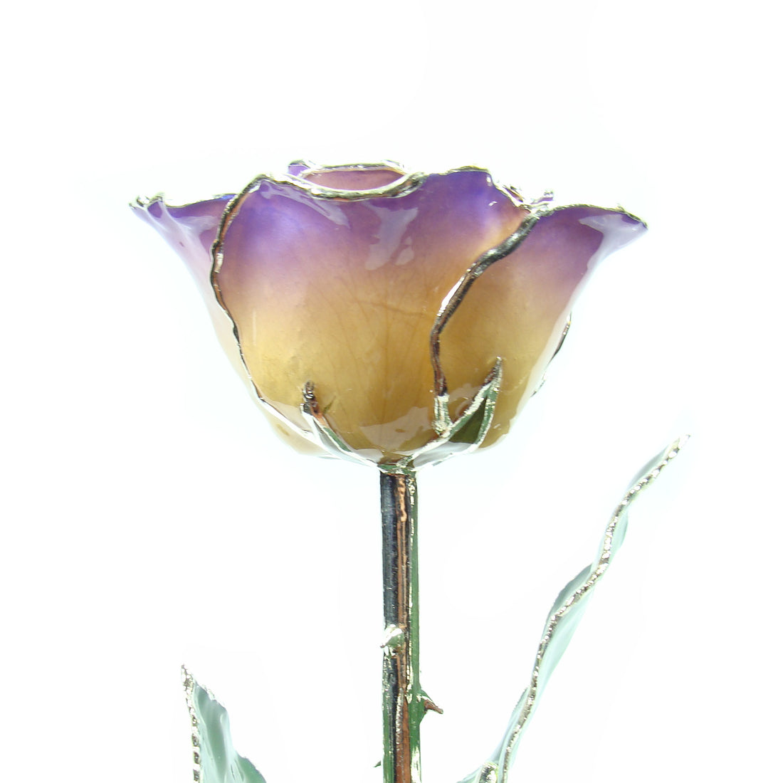 Silver Trimmed Forever Rose with White to Purple Petals. View of Stem, Leaves, and Rose Petals and Showing Detail of Silver Trim