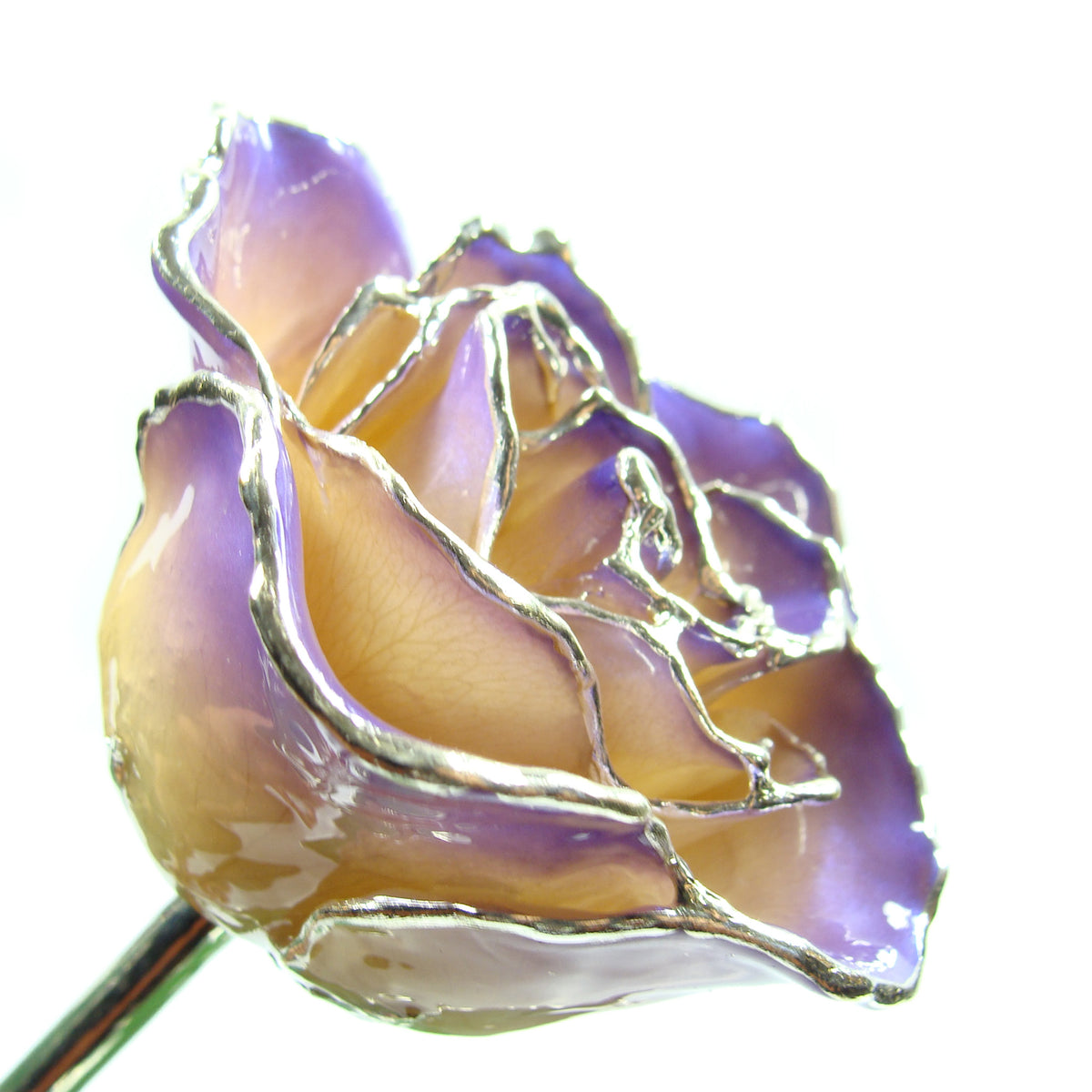 Silver Trimmed Forever Rose with White and Purple Petals. View of Stem, Leaves, and Rose Petals and Showing Detail of Silver Trim