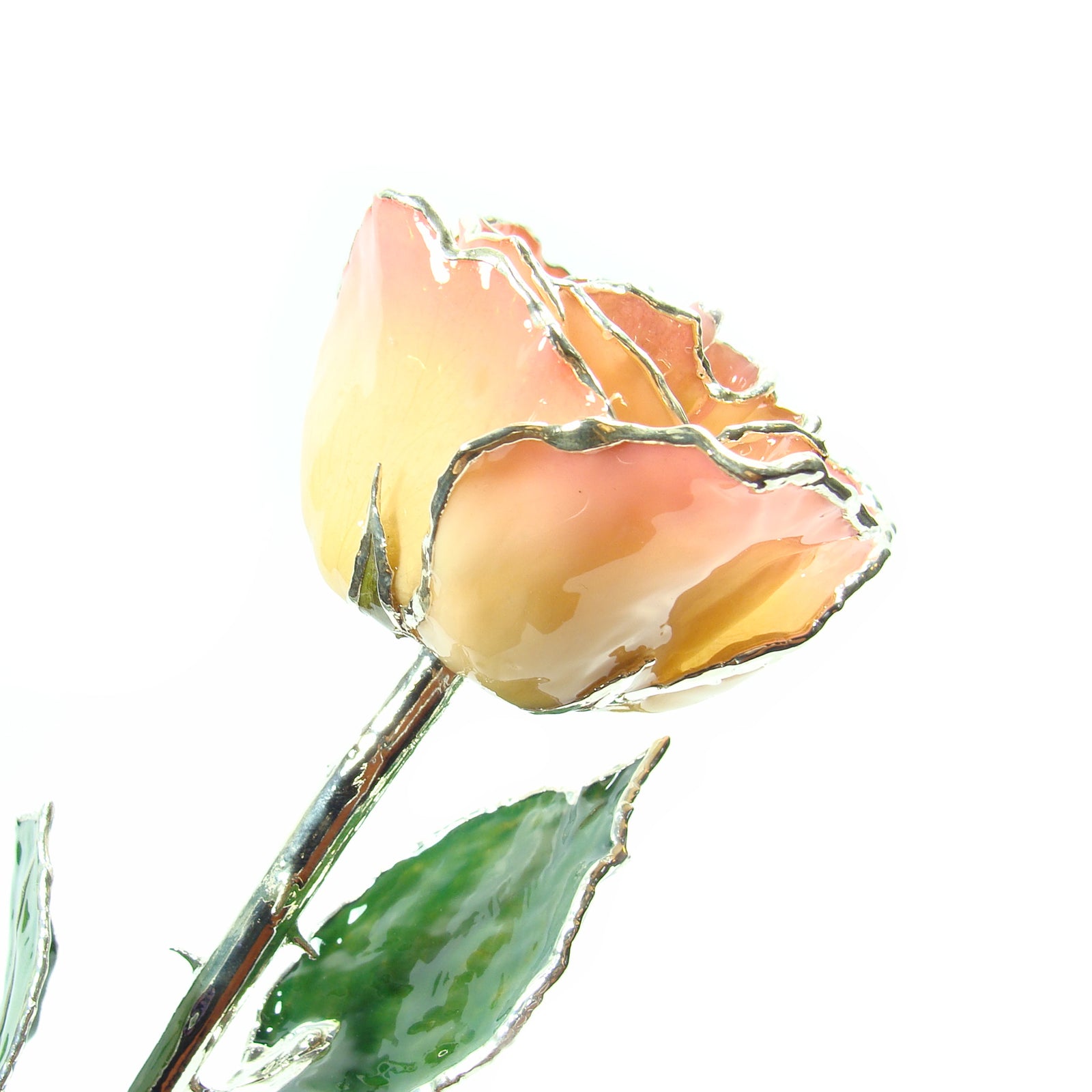 Silver Trimmed Forever Rose with White to Pink Petals. View of Stem, Leaves, and Rose Petals and Showing Detail of Silver Trim