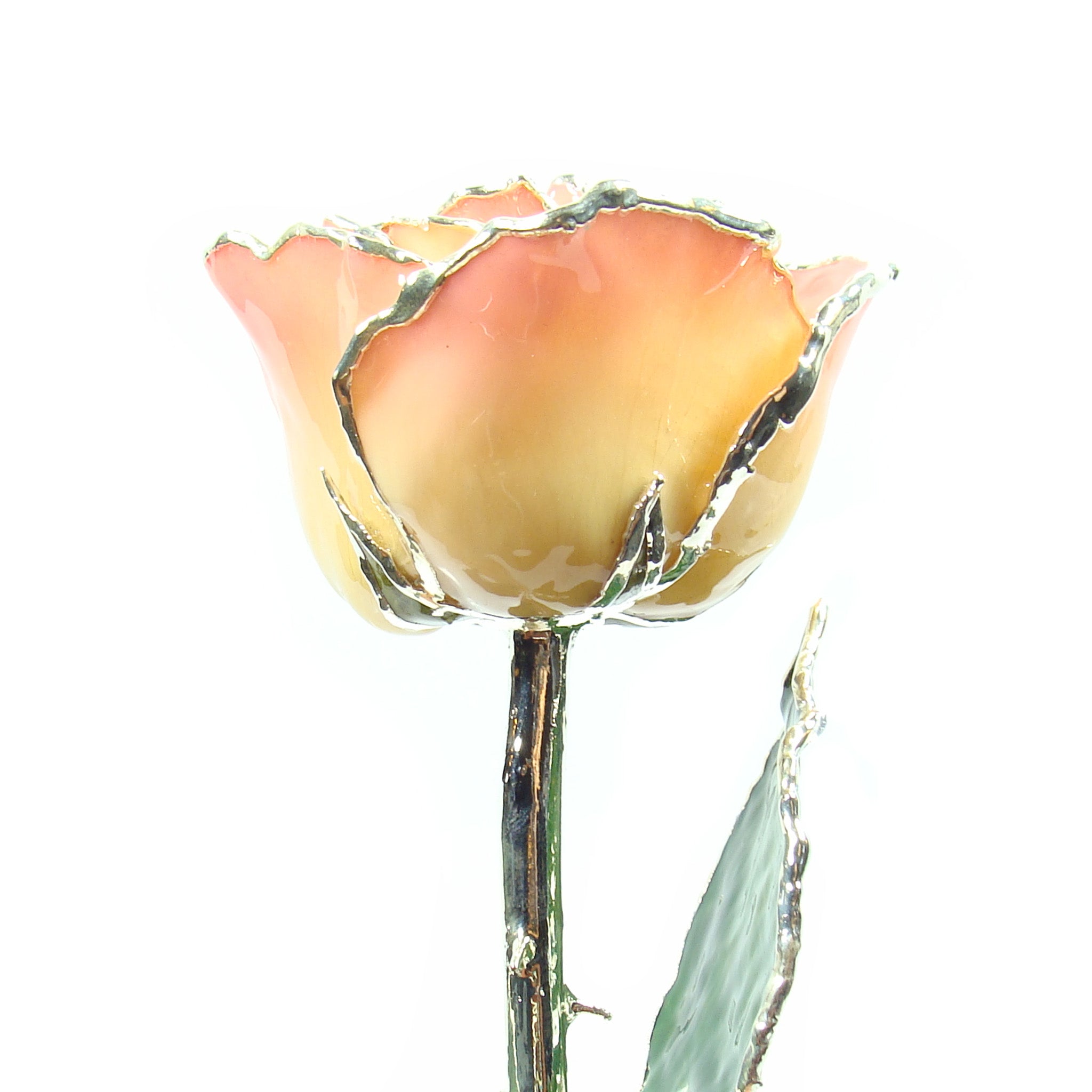 Silver Trimmed Forever Rose with White to Pink Petals. View of Stem, Leaves, and Rose Petals and Showing Detail of Silver Trim