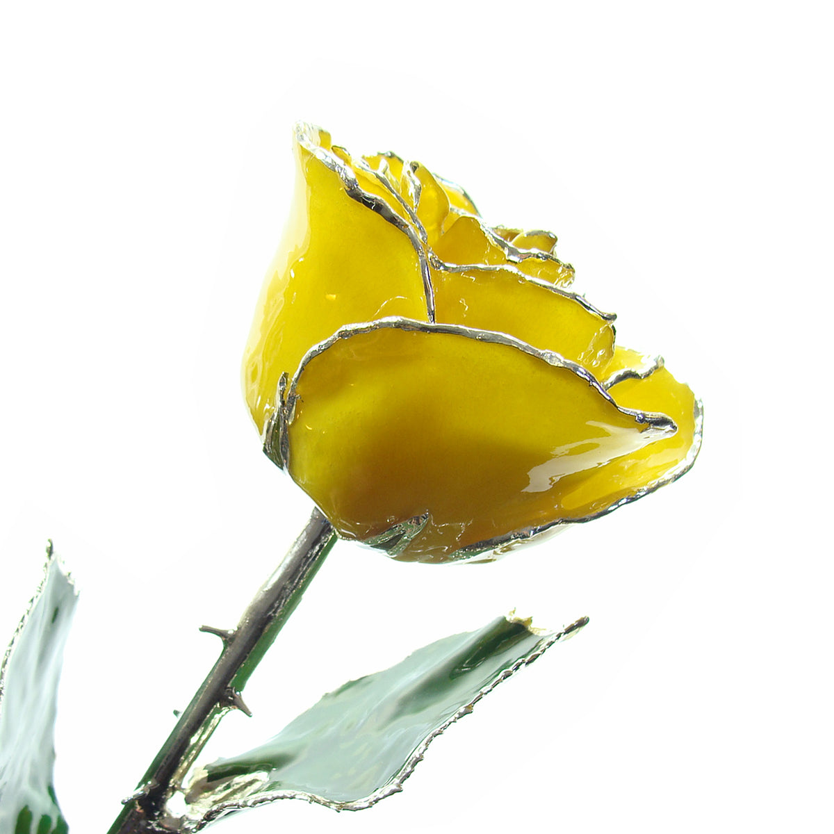 Silver Trimmed Forever Rose with Yellow Petals. View of Stem, Leaves, and Rose Petals and Showing Detail of Silver Trim
