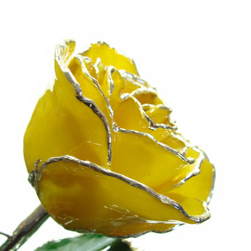Silver Trimmed Forever Rose with Yellow Petals. View of Stem, Leaves, and Rose Petals and Showing Detail of Silver Trim