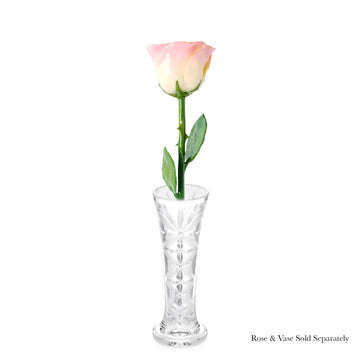 Natural Forever Rose - White to Pink