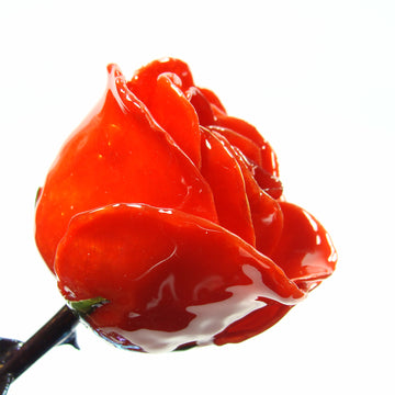 The Immortal Rose: Red