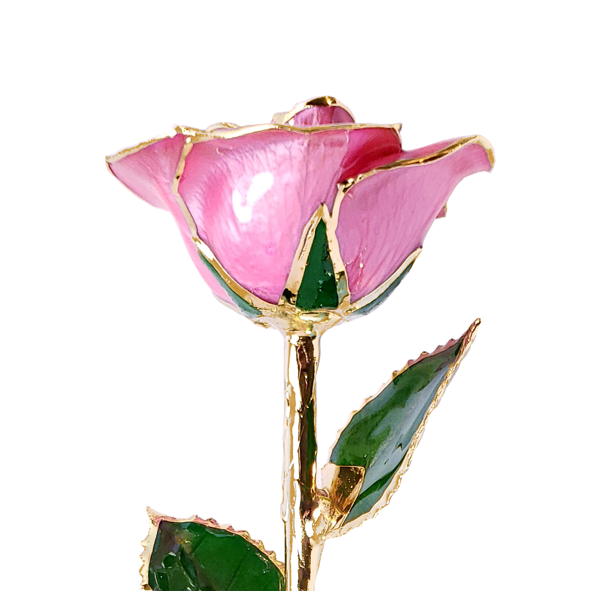 Custom Enchanted Rose - 24K Gold Forever Rose - Pink (OPEN BLOOM)